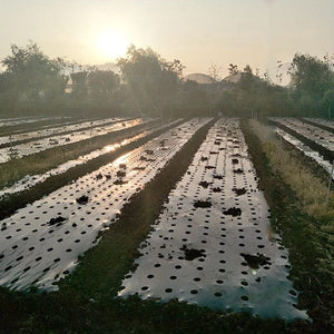 Planet Gates 0.95X10m 1 Pack, 10m Greenhouse Film 5Holes Vegetable Plants Grow PE Black Plastic Film Mulch Film Anti Grass