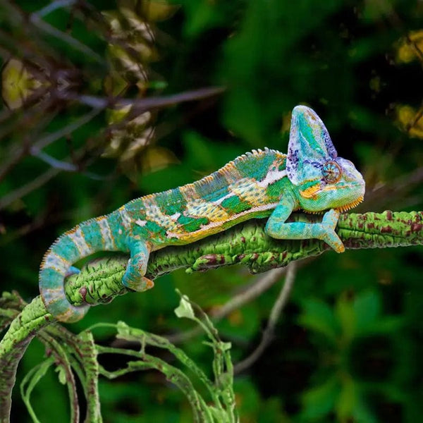 Planet Gates 1 Pc Reptile Vine Small Animals Habitat Forest Bend Branch For Lizard Landscape Simulation Plant Rattan Pet Box Decor