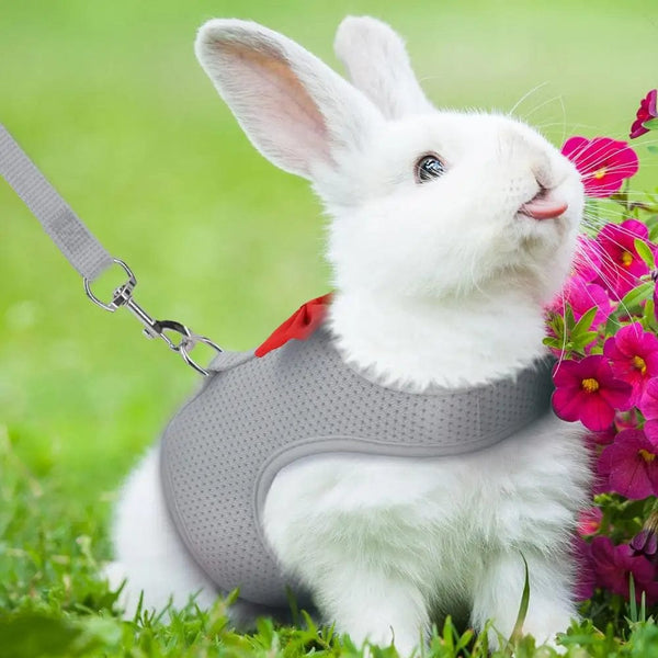 Planet Gates 1 Set Pet Rabbit Harness Training Traction Leash Stylish Bow Decoration Small Pets Rabbit Traction Harness for Outdoor Walking