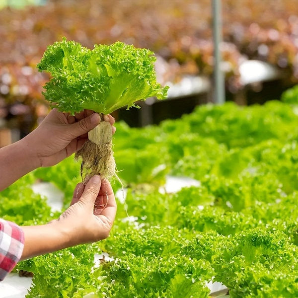 Planet Gates 100 Holes=50*2 100pcs, Square Soilless Culture Rock Wool Cube, Rock Wool Propagation Sub-free Propagation, Rock Wool Cube Agriculture, Soilless Culture, Hydroponics