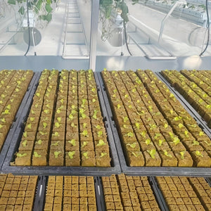 Planet Gates 100 Holes=50*2 100pcs, Square Soilless Culture Rock Wool Cube, Rock Wool Propagation Sub-free Propagation, Rock Wool Cube Agriculture, Soilless Culture, Hydroponics