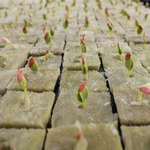 Planet Gates 100 Holes=50*2 100pcs, Square Soilless Culture Rock Wool Cube, Rock Wool Propagation Sub-free Propagation, Rock Wool Cube Agriculture, Soilless Culture, Hydroponics