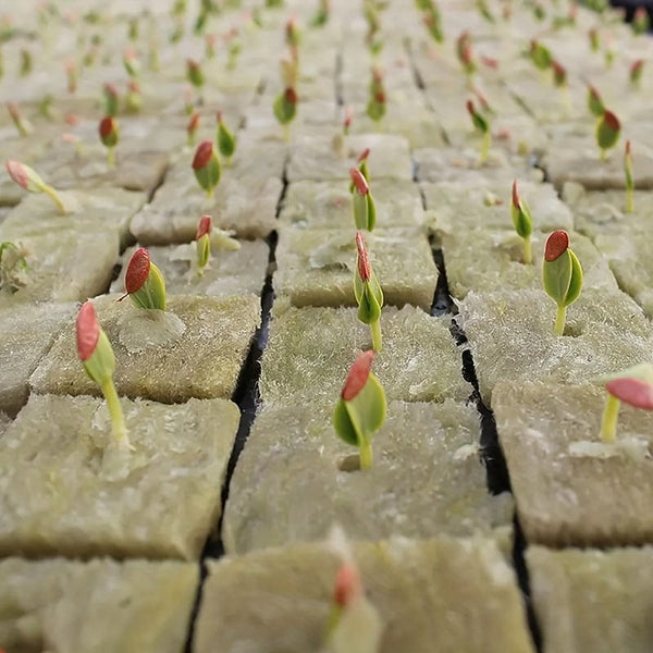 Planet Gates 100 Holes=50*2 100pcs, Square Soilless Culture Rock Wool Cube, Rock Wool Propagation Sub-free Propagation, Rock Wool Cube Agriculture, Soilless Culture, Hydroponics