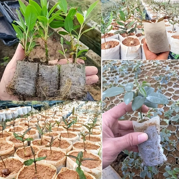 Planet Gates 100pcs 100pcs Home Garden Planters: Grow Your Own Garden with Degradable Planting Bags!