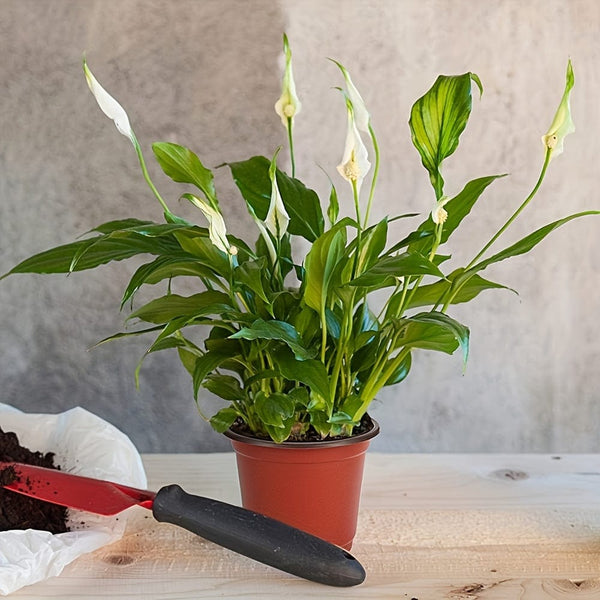 Planet Gates 100pcs 100pcs, Plant Pots Seed Starting Pots,Seedling Flower Plant Container,Gardening Supplies, Grow Pots, Gardening Plant Growing Pots, Breathable Felt Plant Growing Plant Pots, Garden Raise Supplies