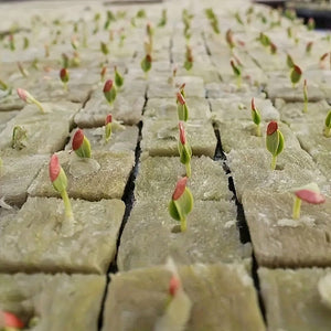 Planet Gates 100pcs=50*2 100pcs, Soil-free Cultivation Base: Hydroponics Growing Rock Cotton Compression Cubes For Agricultural Culture Base Grow Pots, Gardening Plant Growing Pots, Breathable Felt Plant Growing Plant Pots, Garden Raise Supplies