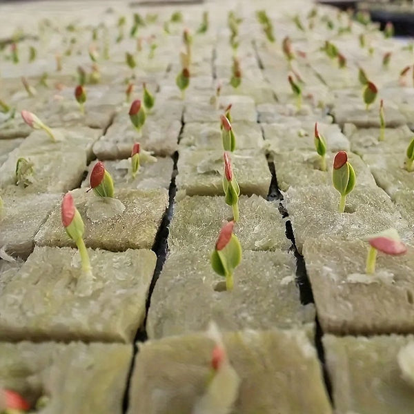 Planet Gates 100pcs=50*2 100pcs, Soil-free Cultivation Base: Hydroponics Growing Rock Cotton Compression Cubes For Agricultural Culture Base Grow Pots, Gardening Plant Growing Pots, Breathable Felt Plant Growing Plant Pots, Garden Raise Supplies