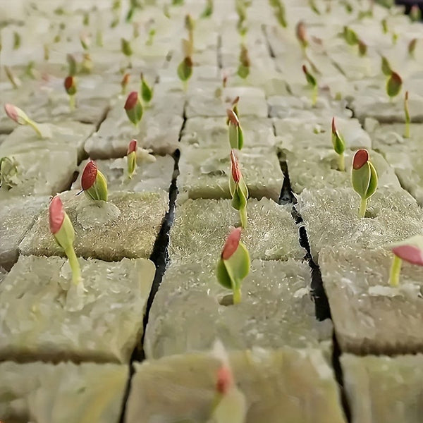 Planet Gates 100pcs=50*2 100pcs, Soil-free Cultivation Base: Hydroponics Growing Rock Cotton Compression Cubes For Agricultural Culture Base Grow Pots, Gardening Plant Growing Pots, Breathable Felt Plant Growing Plant Pots, Garden Raise Supplies