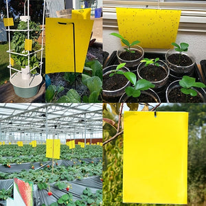 Planet Gates 10pieces 10pcs Double-Sided Yellow Sticky Traps: The Ultimate Pest Control Solution for Indoor & Outdoor Plants!