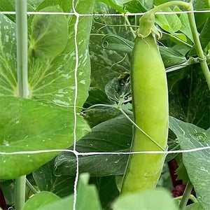 Planet Gates 1pc, 121.92cm*243.84cm/152.4cm*4.57meter Plant Climbing Net, Support Climbing Plants And Resist Bad Weather Conditions. Use It To Support Tomatoes, Cucumbers, Beans, And Other Climbing Plants. Just Use A Rope Or Clip To Hang