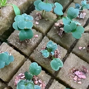 Planet Gates 1pc 50pcs, Starter Grow Cubes Hydroponics Starting Plant Propagation Soilless Cultivation Nutrient Peat Blocks For Plants Growing