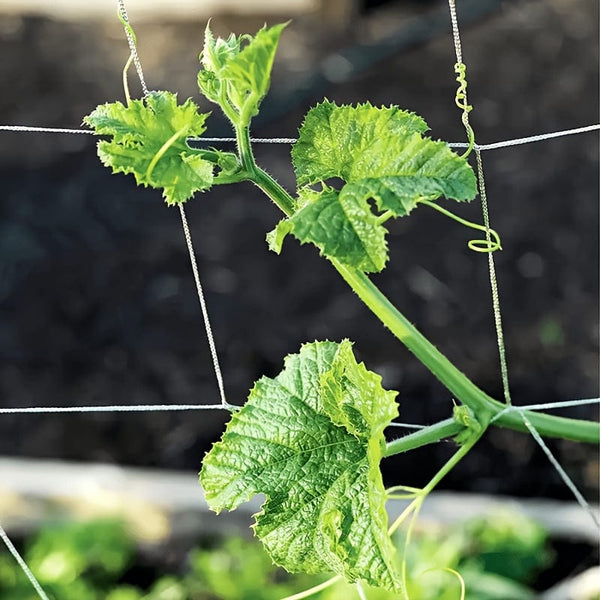 Planet Gates 1pc Garden Plant Shed Rack Net For Climbing Plants And Vegetables Plant Support Rack Gardening Plants Climbing Flowers Vines Vegetable Growth Grid Protection Universal For Cucumber Tomato Grape And Various Growing