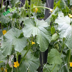 Planet Gates 1pc Garden Plant Shed Rack Net For Climbing Plants And Vegetables Plant Support Rack Gardening Plants Climbing Flowers Vines Vegetable Growth Grid Protection Universal For Cucumber Tomato Grape And Various Growing