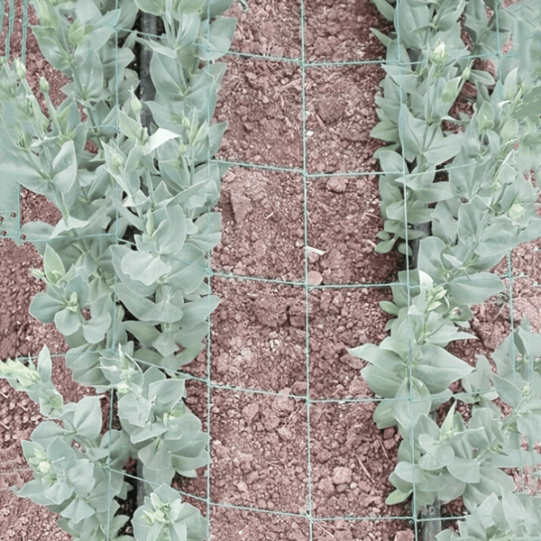 Planet Gates 1pc, Plant Climbing Net For Climbing Plants, Planting Supplies And Tools, Green Grid Net For Climbing Plants, Garden Flower And Plant Supplies, Garden Balcony Gardening Beauty Planting Supplies, Flower Pots