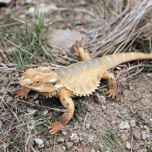 Planet Gates 1piece 33 Oenux New Simulation Wild Reptile Animals Action Figures Lizard Model Figurines Kids Education Congnitive Scene Decoration Toy