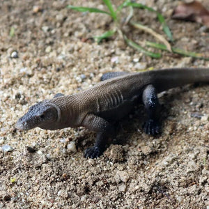 Planet Gates 1piece 33 Oenux New Simulation Wild Reptile Animals Action Figures Lizard Model Figurines Kids Education Congnitive Scene Decoration Toy