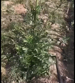 Planet Gates 2 IN 1 Manual Weed Remover Tool Grass Rooting Loose Soil Hand Weeding Removal Puller Garden Shovel Gardening Tool Dropshipping