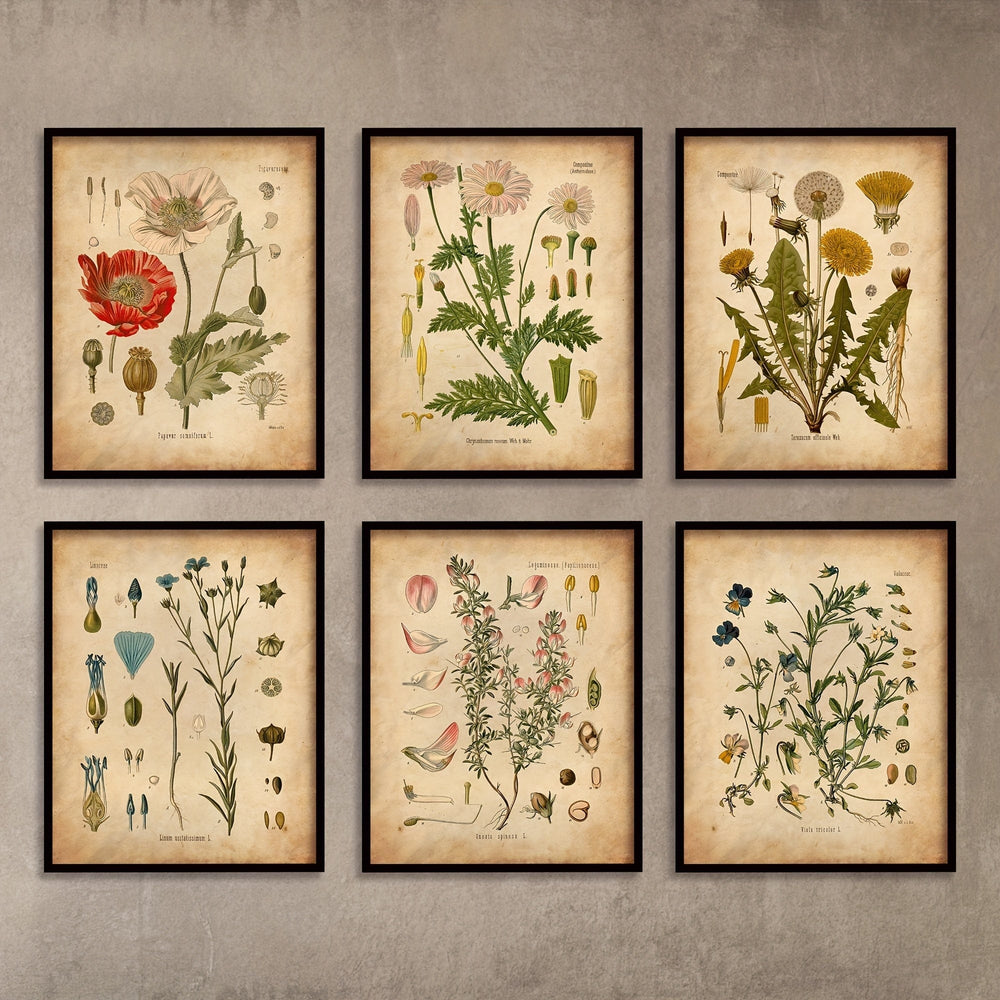 Planet Gates 20.32x25.4 cmes 6pcs Botanical Wall Art Posters, Vintage Botanical Prints, vintage Posters, Prints Wildflower Prints Floral Wall Art, For Home Decor/ Living Room/ Bedroom/ Office/ Hotel/ Bar Decoration, No Frame