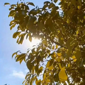 Planet Gates 2024 New Car Sunshade V-neck blue bottom foldable Umbrella Reflective sunshade for vehicles blocking UV sunshade, keep your vehicle cool, easy to use and store, fit on a variety of front windshields