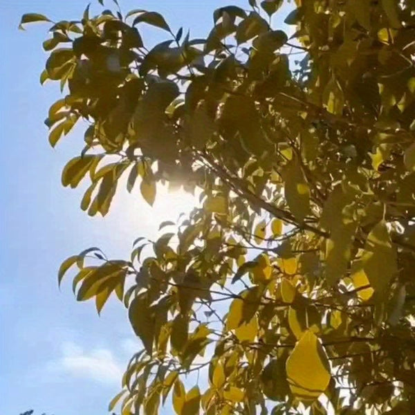 Planet Gates 2024 New Car Sunshade V-neck blue bottom foldable Umbrella Reflective sunshade for vehicles blocking UV sunshade, keep your vehicle cool, easy to use and store, fit on a variety of front windshields