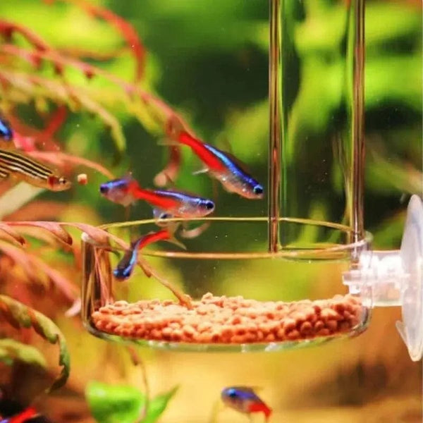 Planet Gates 20cm feeder set Thickened Glass Aquarium Feeder Tube Dish Transparent Fish Tank Shrimp Snail Food Feeder Bowl Aquarium Fish Feeding Accessories