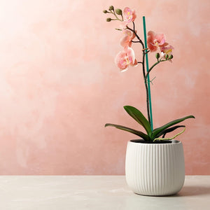 Planet Gates 25pcs 25pcs Plant Stakes, Sturdy Bamboo Sticks 43.18cm, Garden Wood Plant Stakes For Tomatoes, Beans, Vegetable And Potted Plants, Wooden Sign Posting Garden Sticks Come With 25pcs Cable Ties