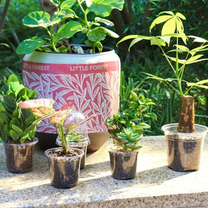 Planet Gates 30 30pcs Reinforced Clear Nursery Pots, Plastic Nursery Pots With Drainage Holes, Transparent Nursery Pots Variety Pack, Plastic Plant Pots Seedling Planters, Seed Starter Pots Flower Pots