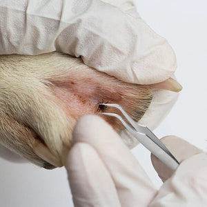 Planet Gates 3pcs Flea Removal Tool Hook Louses Pliers Remover Hook Ick Removal Tool Pet Supplies Tick Picker Flea Removal Tool Pet Comb