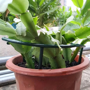 Planet Gates 4pcs 4pcs, 24.99cm-Plastic Plant Support Pile Frame Greenhouse Arrangement Semicircle Fixed Rod Indoor Flower Plant Vine Climbing Bracket