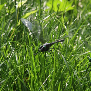 Planet Gates 4pcs / Black 4pcs Dragonfly Garden Stake, Plastic Yard Sign With Stake For Garden Decor, Halloween Decor, Fall Decor, Thanksgiving