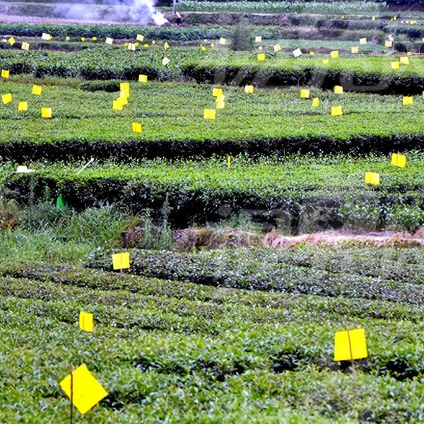 Planet Gates 50/100pcs Double-sided Flying Insect Traps Designed For Gardens And Farms Effectively Removes Small Flying Insects And Fruit Flies Improving Catching Efficiency