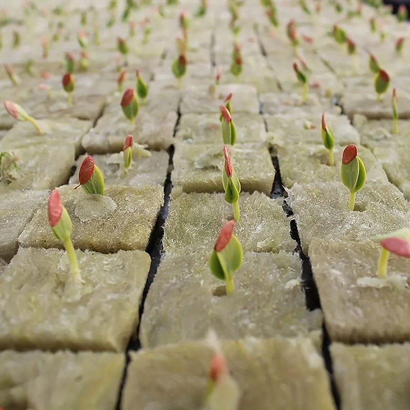 Planet Gates 50*2=100pcs 100 Holes/piece, Square Soilless Cultivation, Agricultural Plant Germination Device, Cube Planting Germination And Seedling Raising Tool