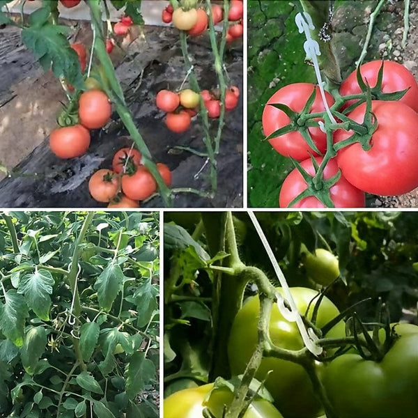 Planet Gates 50 Sets, Plant Fruit Hook Tomato Eggplant Planting Greenhouse Accessories To Prevent Fruit Bunching Or Falling Off