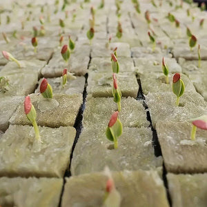 Planet Gates 50pcs=25*2 50 Holes/piece, Square Soilless Cultivation, Agricultural Plant Germination Device, Cube Planting Germination And Seedling Raising Tool