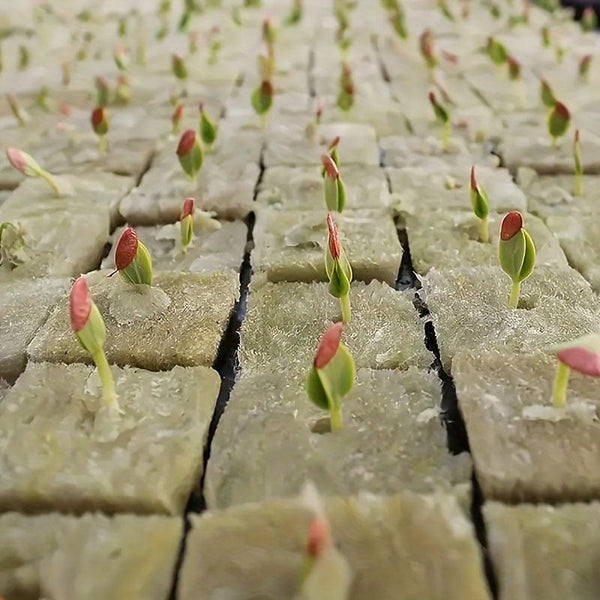 Planet Gates 50pcs=25*2 50 Holes/piece, Square Soilless Cultivation, Agricultural Plant Germination Device, Cube Planting Germination And Seedling Raising Tool