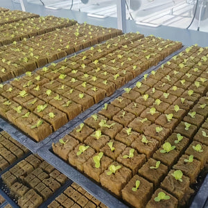 Planet Gates 50pcs=25*2 50 Holes/piece, Square Soilless Cultivation, Agricultural Plant Germination Device, Cube Planting Germination And Seedling Raising Tool