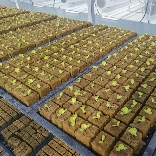 Planet Gates 50pcs=25*2 50 Holes/piece, Square Soilless Cultivation, Agricultural Plant Germination Device, Cube Planting Germination And Seedling Raising Tool