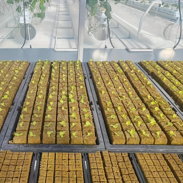 Planet Gates 50pcs=25*2 50 Holes/piece, Square Soilless Cultivation, Agricultural Plant Germination Device, Cube Planting Germination And Seedling Raising Tool