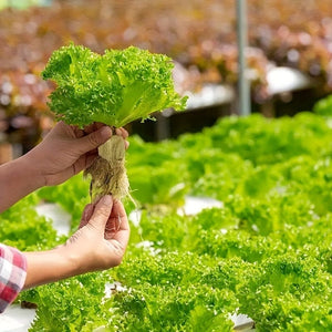 Planet Gates 50pcs=25*2 50 Holes/piece, Square Soilless Cultivation, Agricultural Plant Germination Device, Cube Planting Germination And Seedling Raising Tool