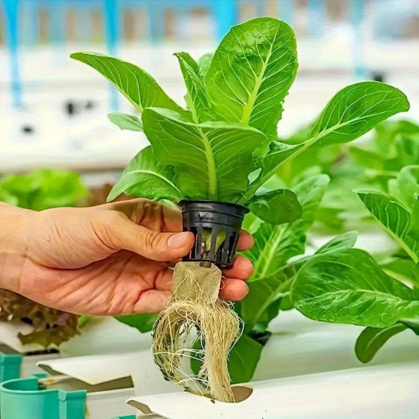 Planet Gates 50pcs=25*2 50 Holes/piece, Square Soilless Cultivation, Agricultural Plant Germination Device, Cube Planting Germination And Seedling Raising Tool