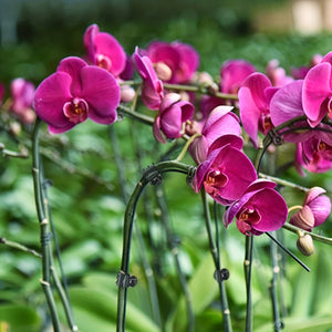 Planet Gates 50pcs 50pcs, Plant Clips Orchid Clips Plant Orchid Support Clips Flower Vine Clips For Supporting Stems Vines Stalks Climbing Plants Grow Upright