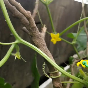 Planet Gates 50pcs 50pcs, Vegetables Tomato Vine Flower Clips, Plant Twist Clip, Garden Plant Support Clips, Plant Clips And Garden Clips For Other Vine Plants, For Climbing Plants, For Securing Plants