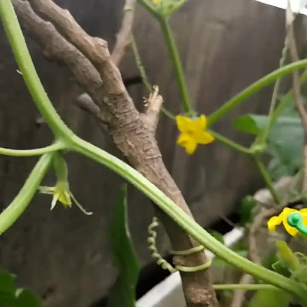 Planet Gates 50pcs 50pcs, Vegetables Tomato Vine Flower Clips, Plant Twist Clip, Garden Plant Support Clips, Plant Clips And Garden Clips For Other Vine Plants, For Climbing Plants, For Securing Plants