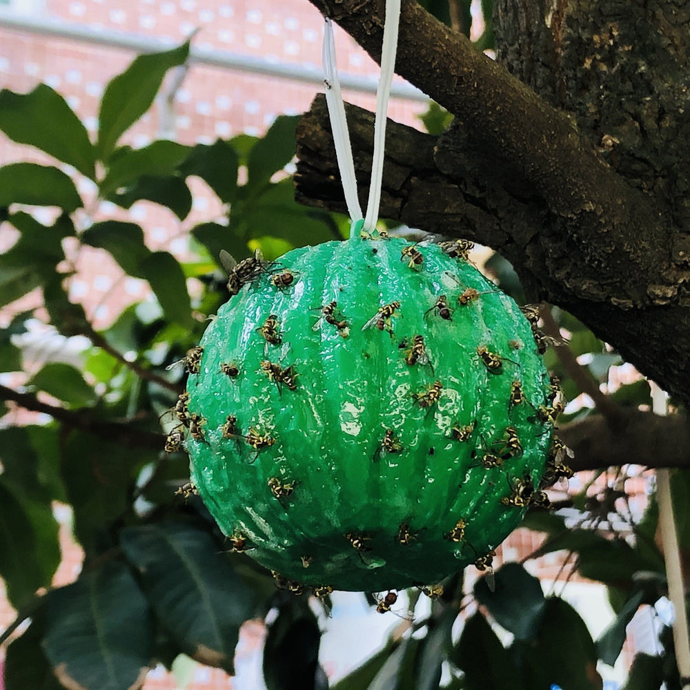 Planet Gates 6pcs Fly Trap: Keep Your Home, Garden & Farm Pest-Free!