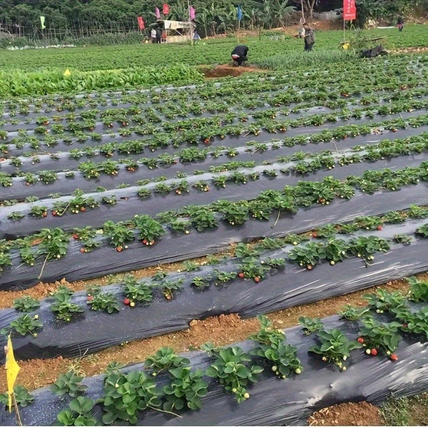 Planet Gates 94.79X999.74cm 1pc Plastic Film With Planting Holes, Garden Weed Control Barrier Film Mulching Breathable Gardening Farming Landscape Sheeting For Moisture Temperature Maintaining