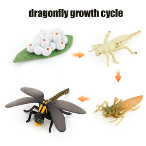 Planet Gates A-4pcs Animal Life Cycle Board Children Toys Montessori Teaching Aids Plant Animal Growth Cycle Model Set preschool cognitive Toys