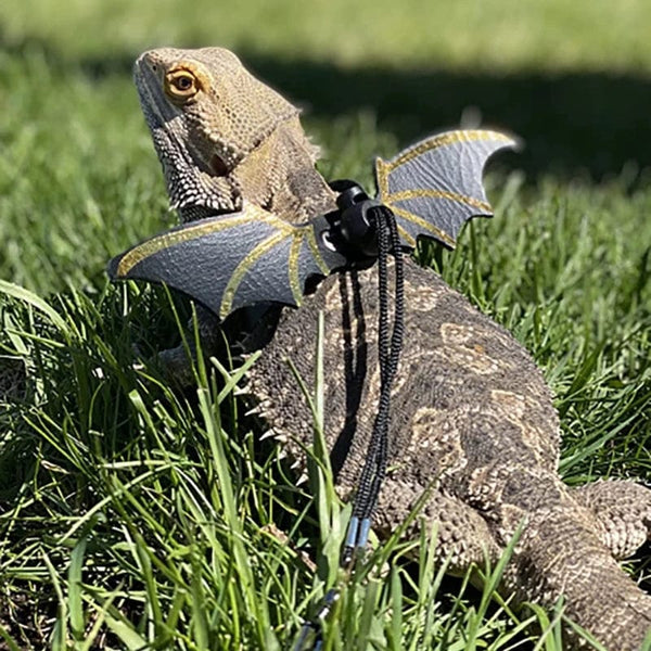 Planet Gates Adjustable Bearded Dragon Leash Harness set Wings Costume Clothes From Baby To Juvenile Lizard Iguana Gecko Chameleon Walking