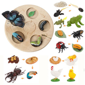 Planet Gates Animal Life Cycle Board Children Toys Montessori Teaching Aids Plant Animal Growth Cycle Model Set preschool cognitive Toys