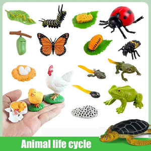 Planet Gates Animal Life Cycle Board Children Toys Montessori Teaching Aids Plant Animal Growth Cycle Model Set preschool cognitive Toys