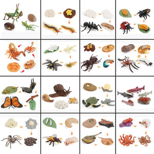 Planet Gates Animal Life Cycle Board Children Toys Montessori Teaching Aids Plant Animal Growth Cycle Model Set preschool cognitive Toys